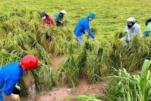 Thanh niên Thủ đô giúp người dân khẩn trương khắc phục hậu quả sau bão Yagi