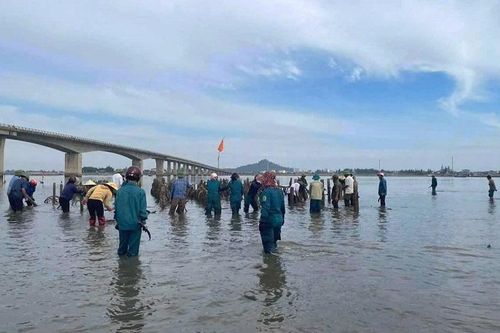 Hà Tĩnh: tháo dỡ 'ma trận' cọc bê tông nuôi hàu trái phép trên sông Rác