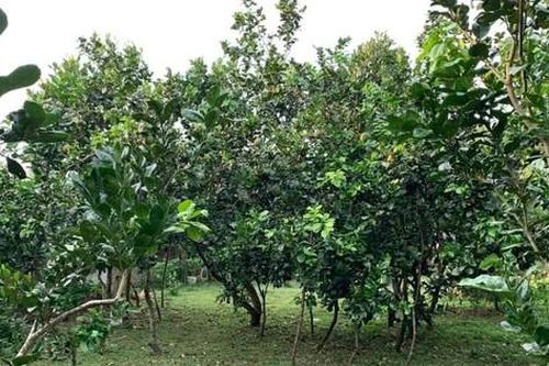 Có được chuyển đất trồng cây làm sân phơi?