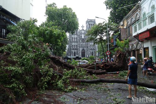 Hà Nội: Cây đổ la liệt nhiều tuyến phố, khu dân cư
