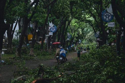 Cây đổ ngổn ngang trên con phố đẹp nhất Hà Nội sau bão số 3