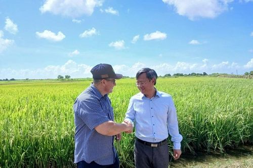 Triển vọng lúa Việt giống mới ươm vàng giữa trời xanh Cuba
