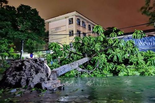 Thiệt hại nặng nề sau bão số 3