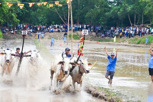 Độc đáo hội đua bò chùa Rô của đồng bào Khmer An Giang
