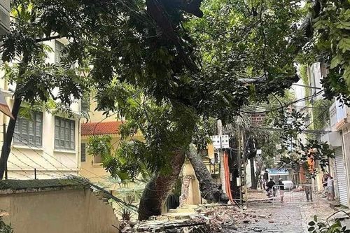 1 người tử vong, 3 người bị thương, 2.455 cây đổ tại Hà Nội do bão