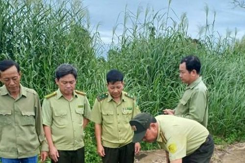 Thả trăn và kỳ đà do người dân giao nộp về rừng U Minh Hạ