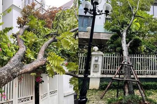 Cây xà cừ trăm tuổi bật gốc, cảnh nát tan ở nhà nhiều nghệ sĩ Việt