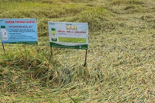 Nhiều diện tích lúa ở Bạc Liêu ngã đổ do mưa bão, nông dân lo thất thu