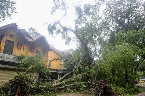 Hàng loạt cây 'trăm tuổi' trên những con đường đẹp nhất Thủ đô bật gốc do bão số 3 gây tiếc nuối