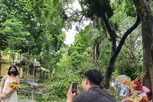 Mặc cây đổ la liệt, nhiều người vẫn 'mê' check-in trên tuyến đường nổi tiếng đẹp nhất Hà Nội