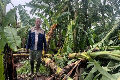 Đông Anh (Hà Nội): Nhiều diện tích hoa màu bị thiệt hại sau bão số 3