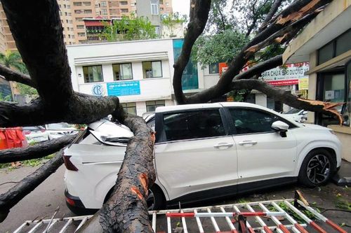 Hơn 14.600 cây xanh gãy đổ khi bão Yagi quét qua Hà Nội