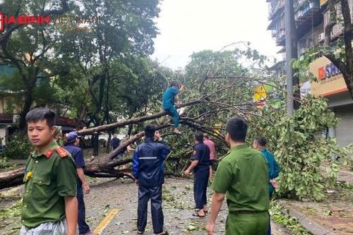 Hơn 14.000 cây gãy đổ do bão Yagi, Chủ tịch TP. Hà Nội yêu cầu khẩn trương khắc phục hậu quả