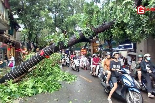 Phố Cổ Hà Nội chưa thể lưu thông do cây cổ thụ gãy đổ