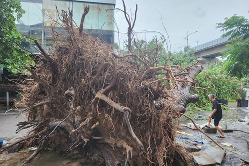 Xót xa hàng ngàn cây xanh ở Hà Nội bị bão số 3 quật ngã
