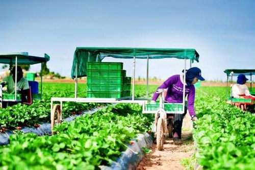 Australia sẵn sàng đón 1.000 lao động Việt Nam sang làm việc
