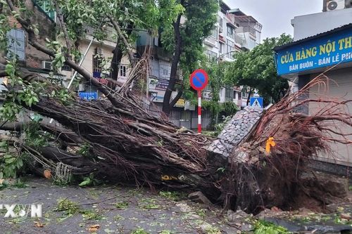 Hà Nội: Bão số 3 làm hàng nghìn cây xanh đổ gãy cùng nhiều phương tiện hư hỏng