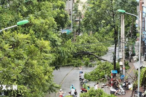 Cận cảnh cây đổ la liệt trên phố Dương Văn Bé sau bão số 3