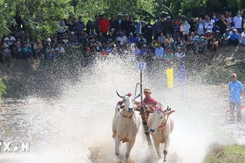An Giang: Sôi nổi Hội đua bò Chùa Rô ở vùng Bảy Núi