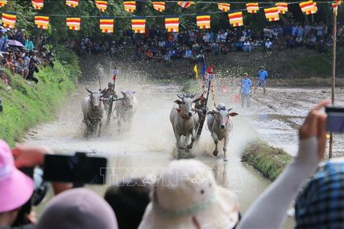 Hội đua bò Chùa Rô - nét văn hóa độc đáo của đồng bào Khmer