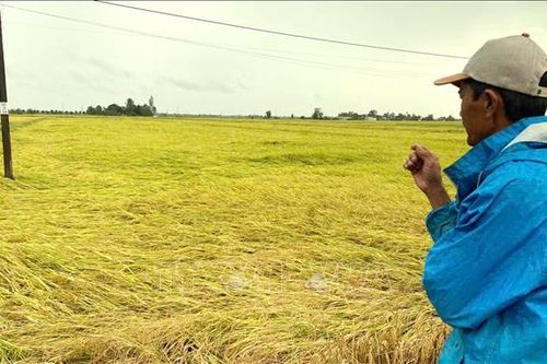 Mưa lớn kéo dài làm chậm tiến độ thu hoạch, năng suất lúa sụt giảm