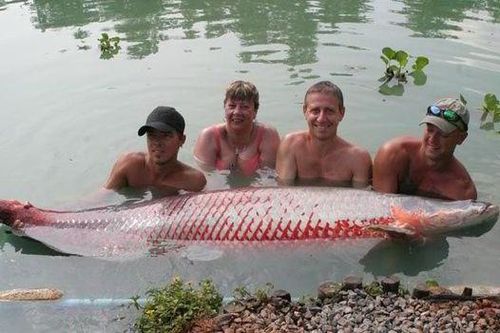 Người phụ nữ câu được con cá hải tượng long nặng 222 kg trong hồ