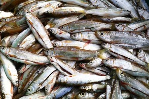 Loại cá ngày xưa chỉ 'muối cho lợn ăn' đến chán ngán, nay thành đặc sản được bán với giá 300.000 đồng/kg