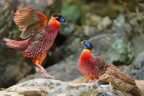 Việt Nam hãnh diện sở hữu loài chim quý hiếm, có nguy cơ tuyệt chủng, đẹp đến không rời được mắt