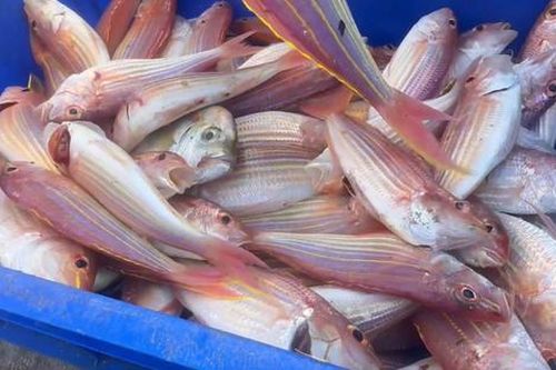Loại cá xưa không ai thèm ăn, giờ được ưa chuộng vì ngon và bổ dưỡng, 180.000 đồng/kg