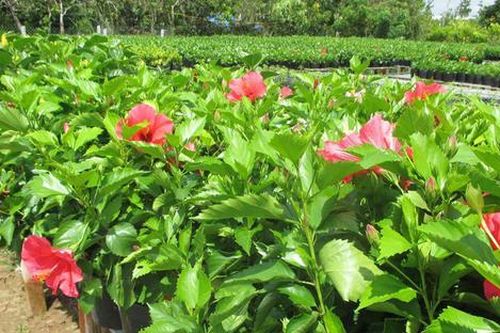 Loại lá xưa làm hàng rào không ai ăn, giờ thành đặc sản mang vị lạ, muốn mua không dễ