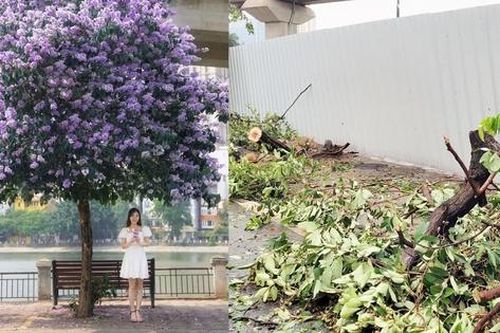 Hàng cây bằng lăng 'đẹp nhất Hà Nội' bị xóa sổ sau bão số 3