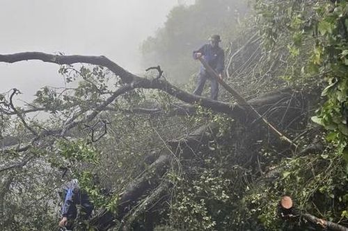 Vĩnh Phúc: Nhanh chóng khắc phục hậu quả bão số 3, đảm bảo giao thông đường lên khu du lịch Tam Đảo
