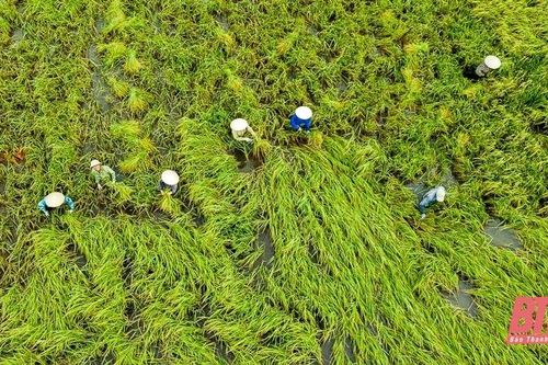 Nông dân Thanh Hóa hối hả ra đồng cứu lúa sau bão Yagi
