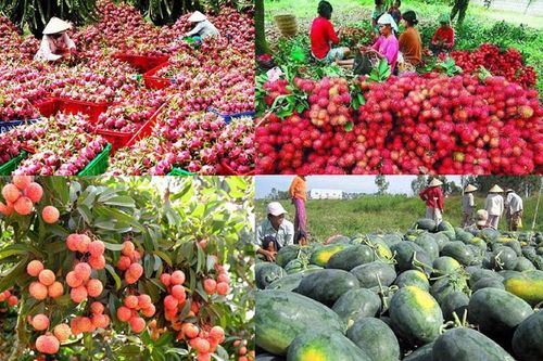 Trái cây Việt Nam sẽ thâm nhập sâu hơn vào thị trường Trung Quốc