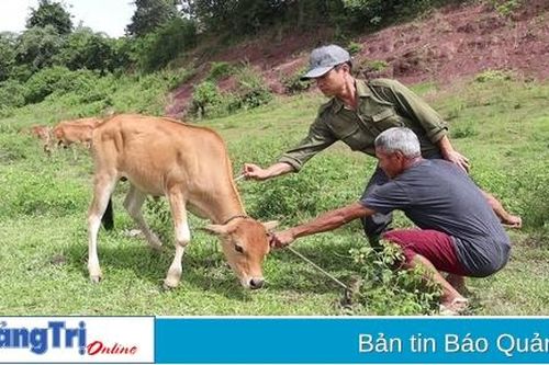 Hướng Hóa: Tiêm khẩn cấp hơn 7.600 liều vắc xin lở mồm long móng trên đàn gia súc