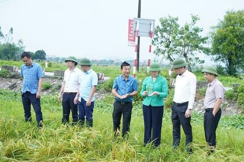 Hà Nam: Thống kê sơ bộ có gần 11.000 ha lúa bị đổ, 432 ha rau màu bị dập nát do mưa bão