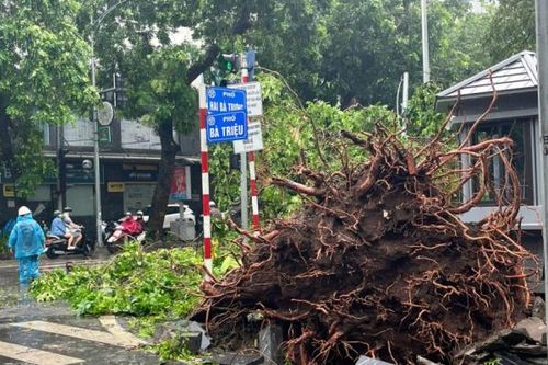 Hơn 14.000 cây xanh bị đổ: Bí thư Thành ủy Hà Nội chỉ đạo 'bần cùng mới phải cưa bỏ'
