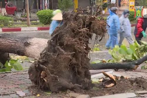 Bắc Ninh: Nhiều cây gãy đổ do bão số 3