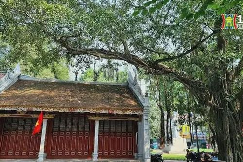 Cây đa cổ thụ bên đền Bà Kiệu không bị đổ