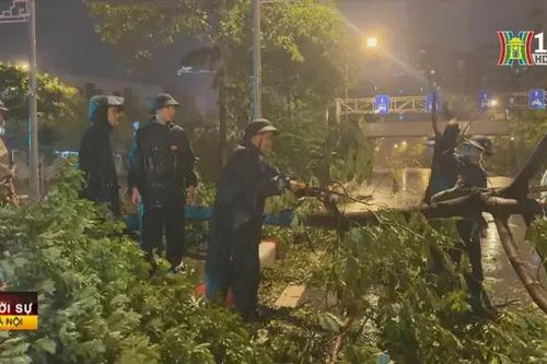 Phường Xuân La khắc phục sự cố cây đổ ngay trong đêm