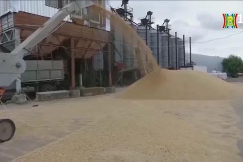 Chỉ số giá lương thực thế giới giảm nhẹ trong tháng 8
