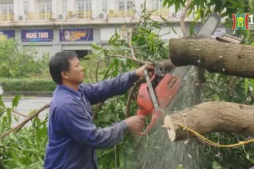 Xử lý cây gãy, đổ, đảm bảo giao thông sau bão