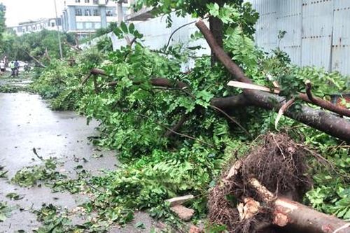 Người dân cùng lực lượng chức năng tất bật cắt, dọn cây xanh gãy đổ
