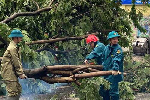 Chủ tịch UBND TP Hà Nội chỉ đạo việc xử lý cây xanh gãy đổ sau cơn bão số 3