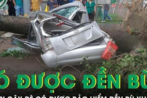 Ô tô bị cây đè trong siêu bão, chủ phương tiện có được công ty bảo hiểm đền bù?