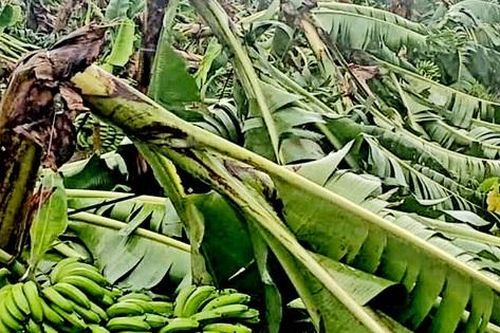 Thái Bình thiệt hại sau bão số 3, tập trung khôi phục ngay mọi hoạt động