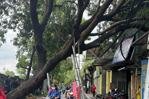 Xác xơ cây xanh Hà Nội