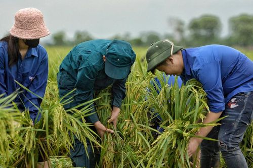 Công an, dân quân, đoàn thanh niên lội bùn 'cứu lúa' giúp dân