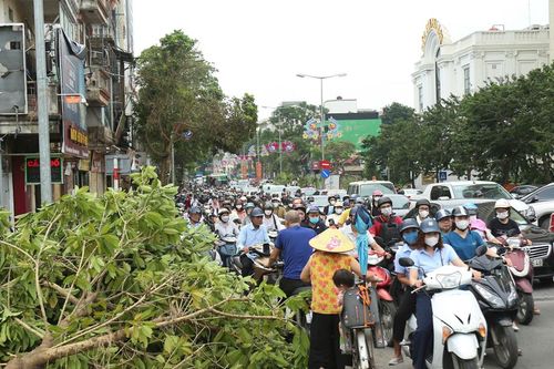 Cây xanh ngã đổ khiến đường phố Hà Nội ùn tắc nghiêm trọng