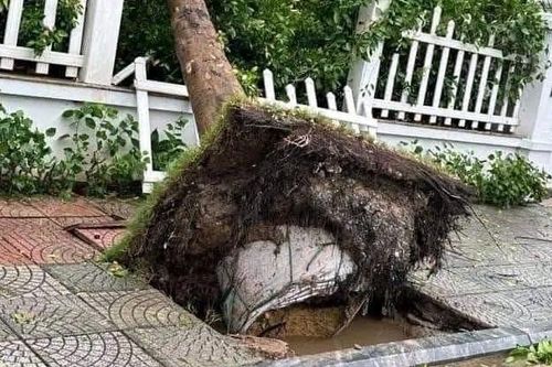 Cần cuộc 'cách mạng' trong quản lý trồng cây xanh